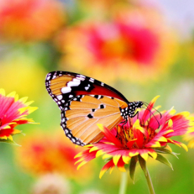 A butterfly on a red and yellow flower