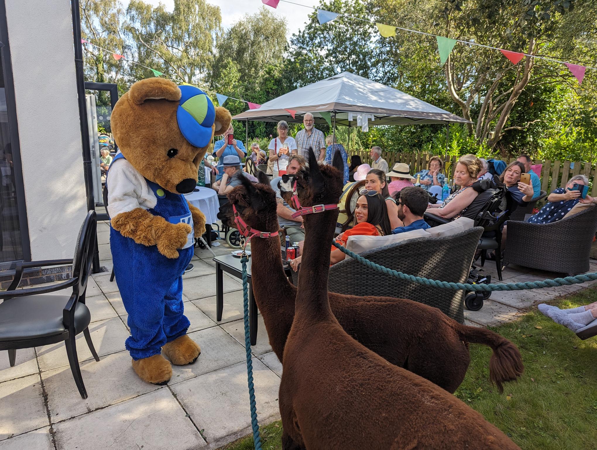 Residents meeting an alpaca at Hazelwell Care Home