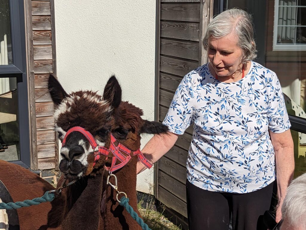 A resident meeting an alpaca at Hazelwell Care Home