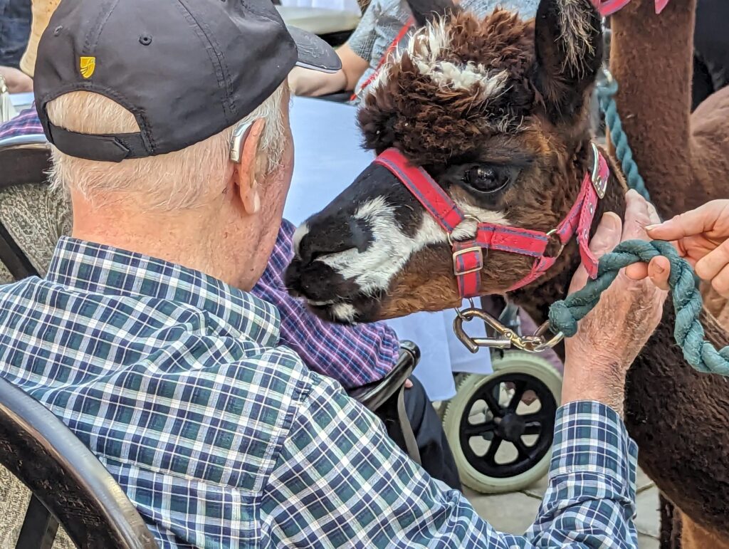 A resident meeting an alpaca at Hazelwell Care Home