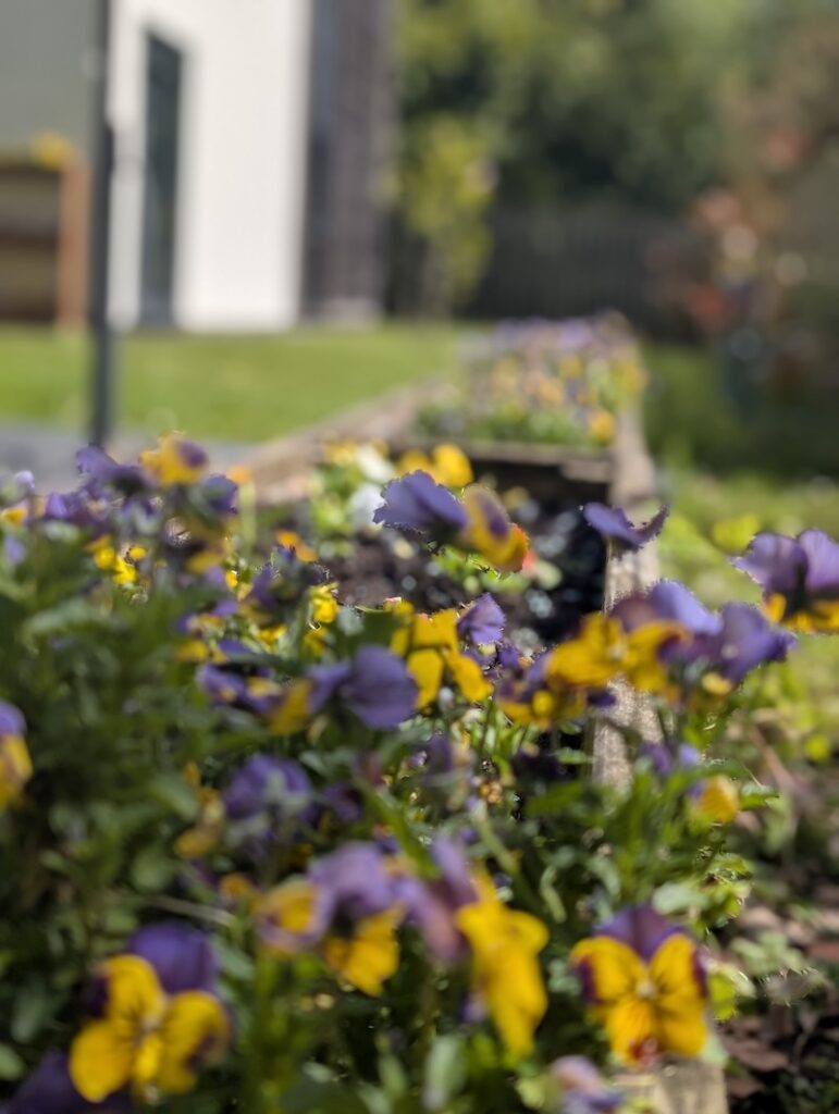 purple and yellow flowers in a flowerbed